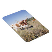 Texas Longhorn Breed (foto) Magneet (Rechterzijde)