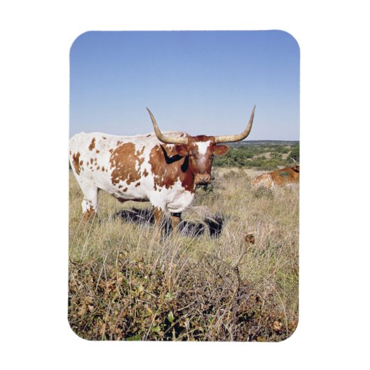 Texas Longhorn Breed (foto) Magneet (Verticaal)