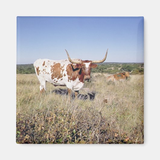 Texas Longhorn Breed (foto) Magneet (Voorkant)