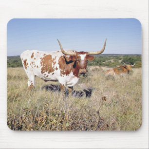 Texas Longhorn Breed (foto) Muismat