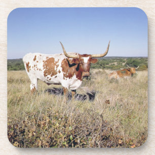 Texas Longhorn Breed (foto) Onderzetter