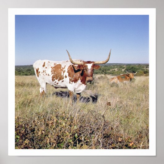 Texas Longhorn Breed (foto) Poster (Voorkant)