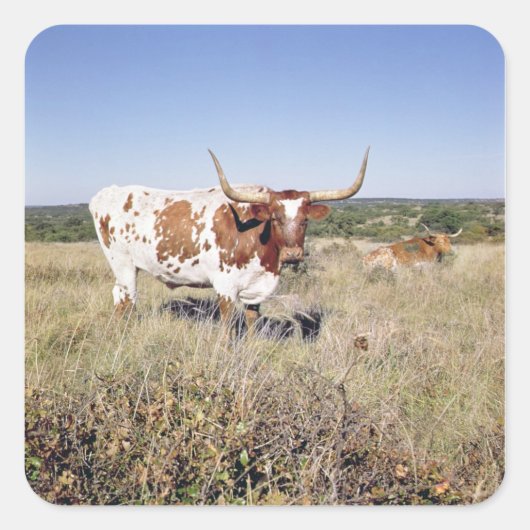 Texas Longhorn Breed (foto) Vierkante Sticker (Voorkant)