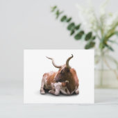 Texas Longhorn Briefkaart (Staand voorkant)