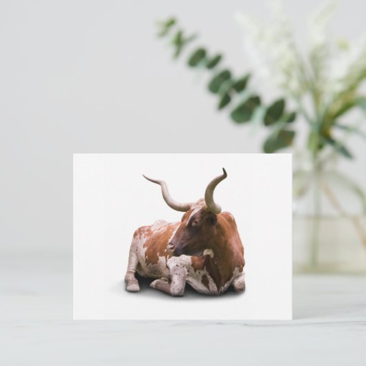 Texas Longhorn Briefkaart (Staand voorkant)