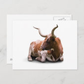 Texas Longhorn Briefkaart (Voorkant / Achterkant)