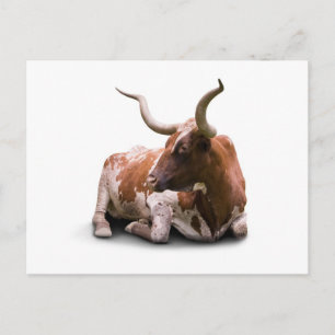 Texas Longhorn Briefkaart