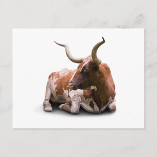 Texas Longhorn Briefkaart
