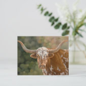 Texas Longhorn Briefkaart (Staand voorkant)