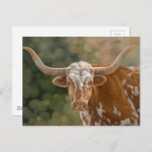 Texas Longhorn Briefkaart (Voorkant / Achterkant)