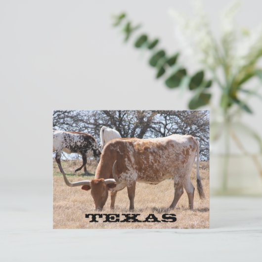 Texas Longhorn Briefkaart (Staand voorkant)