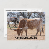 Texas Longhorn Briefkaart (Voorkant / Achterkant)