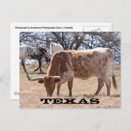 Texas Longhorn Briefkaart (Voorkant / Achterkant)