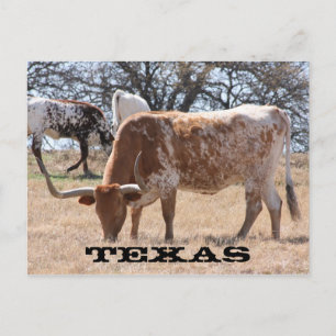 Texas Longhorn Briefkaart
