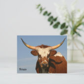 Texas Longhorn Briefkaart (Staand voorkant)