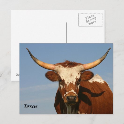 Texas Longhorn Briefkaart (Voorkant / Achterkant)
