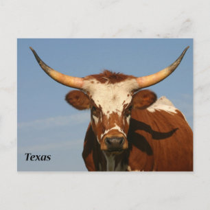 Texas Longhorn Briefkaart