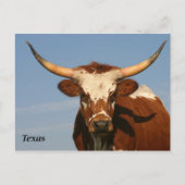 Texas Longhorn Briefkaart (Voorkant)