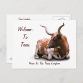 Texas Longhorn Briefkaart (Voorkant / Achterkant)