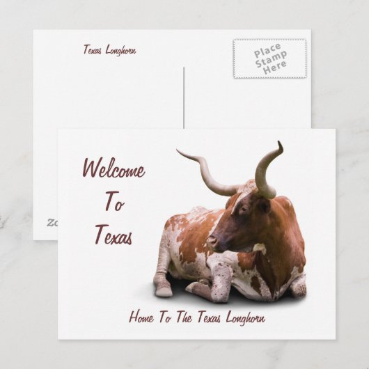 Texas Longhorn Briefkaart (Voorkant / Achterkant)