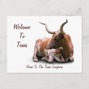 Texas Longhorn Briefkaart