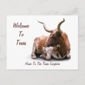 Texas Longhorn Briefkaart (Voorkant)