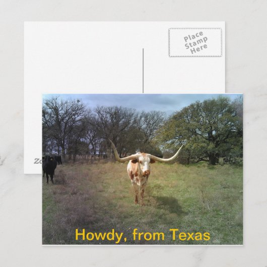 Texas Longhorn - Briefkaart (Voorkant / Achterkant)