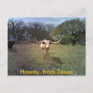Texas Longhorn - Briefkaart