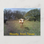 Texas Longhorn - Briefkaart (Voorkant)