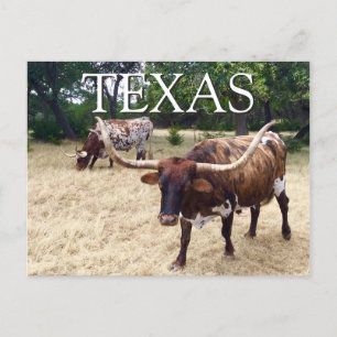 Texas Longhorn Cattle Briefkaart