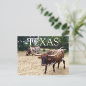 Texas Longhorn Cattle Briefkaart (Staand voorkant)