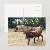 Texas Longhorn Cattle Briefkaart (Voorkant / Achterkant)