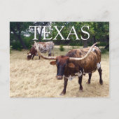 Texas Longhorn Cattle Briefkaart (Voorkant)