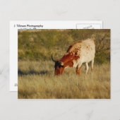 Texas Longhorn Cattle Briefkaart (Voorkant / Achterkant)
