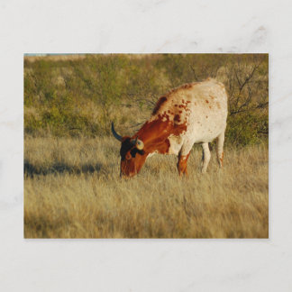 Texas Longhorn Cattle Briefkaart