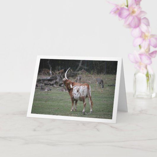 Texas Longhorn Cattle Kaart (Orchidee)