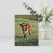 Texas Longhorn Cattle Koe Foto Rustic Briefkaart (Staand voorkant)
