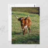 Texas Longhorn Cattle Koe Foto Rustic Briefkaart (Voorkant / Achterkant)