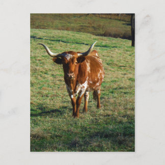 Texas Longhorn Cattle Koe Foto Rustic Briefkaart