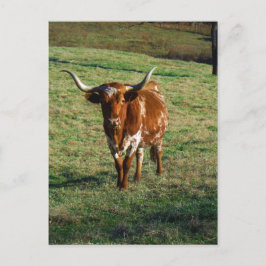 Texas Longhorn Cattle Koe Foto Rustic Briefkaart
