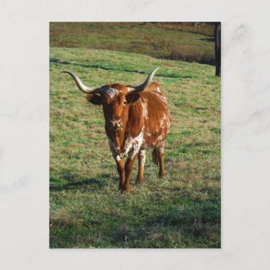 Texas Longhorn Cattle Koe Foto Rustic Briefkaart (Voorkant)