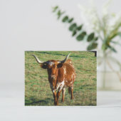 Texas Longhorn Cattle Koe Foto Rustic Briefkaart (Staand voorkant)