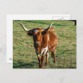 Texas Longhorn Cattle Koe Foto Rustic Briefkaart (Voorkant / Achterkant)