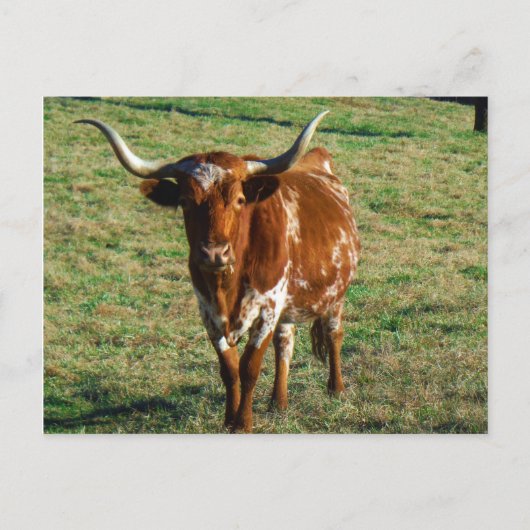 Texas Longhorn Cattle Koe Foto Rustic Briefkaart (Voorkant)