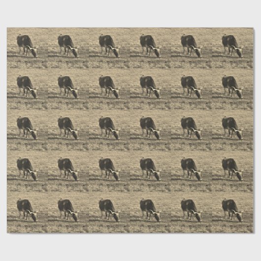 Texas Longhorn Cattle Koe Foto Rustic Cadeaupapier (Vlak)