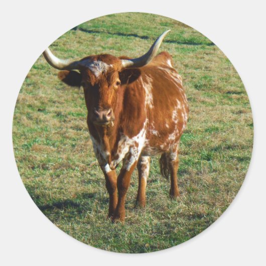 Texas Longhorn Cattle Koe Foto Rustic Ronde Sticker (Voorkant)