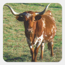 Texas Longhorn Cattle Koe Foto Rustic