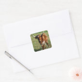 Texas Longhorn Cattle Koe Foto Rustic Vierkante Sticker (Envelop)