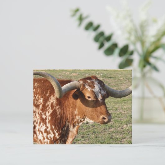 Texas Longhorn Closeup Briefkaart (Staand voorkant)