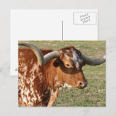 Texas Longhorn Closeup Briefkaart (Voorkant / Achterkant)